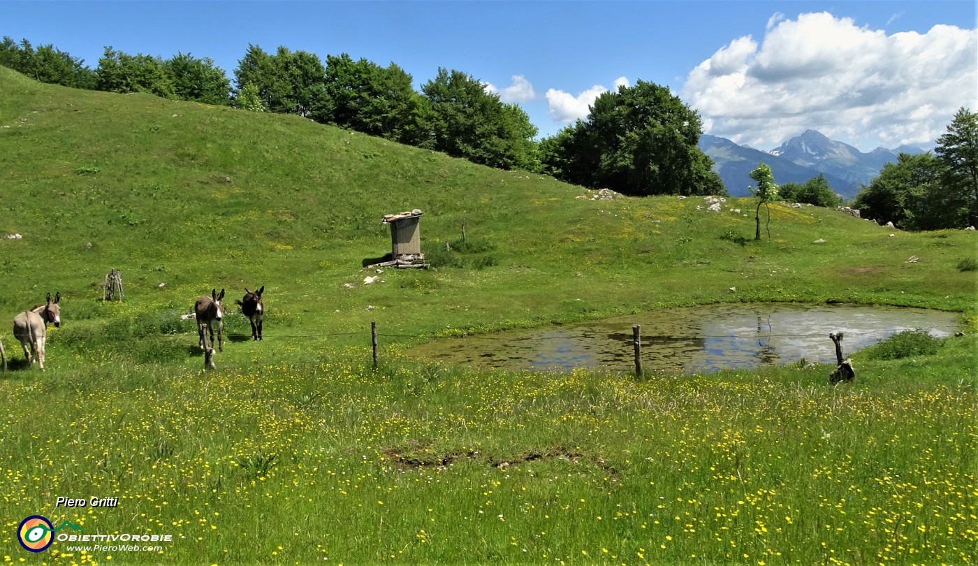 45 Alla bella conca prativa della Baita Sornadello (1407 m) tre asinelli al pascolo.JPG